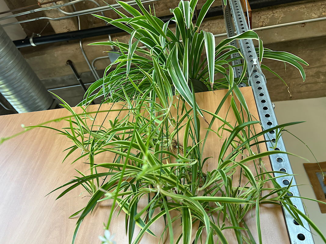 Creeping Spider Plant
