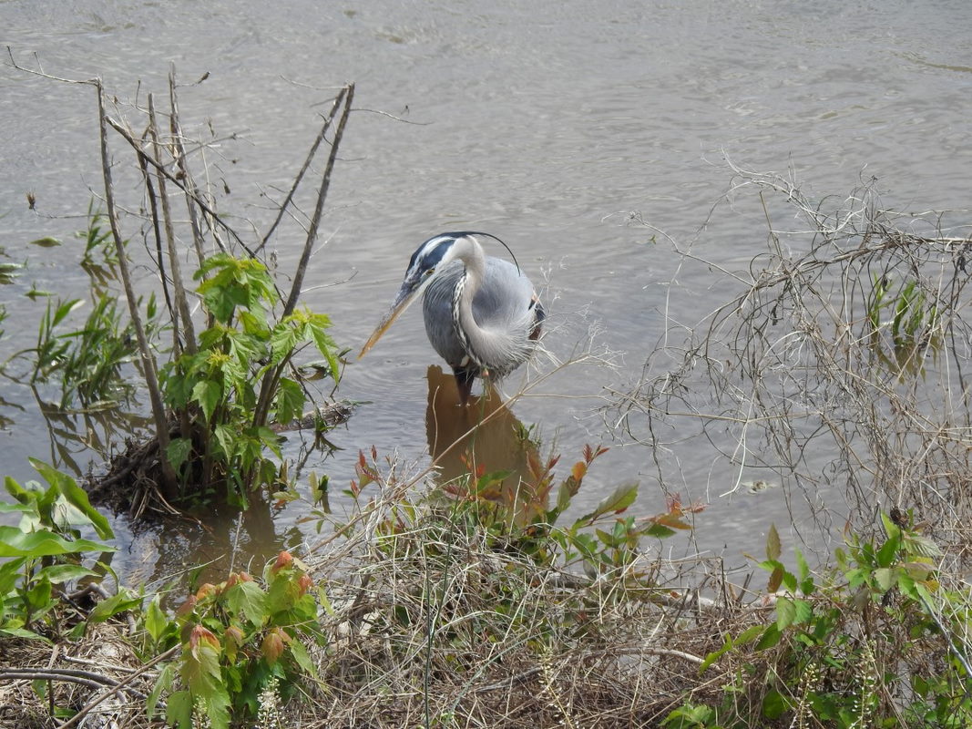 Wed Herons.